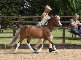 American miniature horse