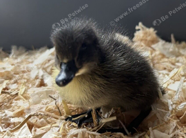 Single Duckling looking for new