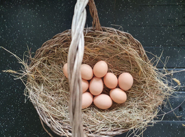 6 hatching eggs