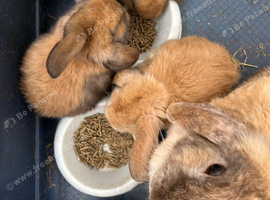 Ready Now! Gorgeous Mini Lop Babies!