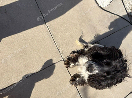 Cocker spaniel pups