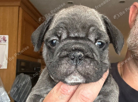 Last Stunning litter Girl of 4 Prestige Pug Pups all looking for her New Forever Homes.