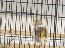 MALE AND FEMALE CANARIES