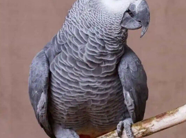 looking for african grey parrot