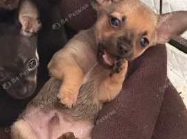 Beautiful Alfie Ready 23/06