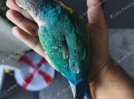 Hand Reared Baby Terqouise Blue Parrot