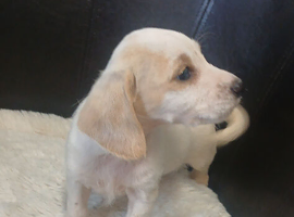 Jack rusell puppys