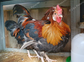 RARE BREED Sulmtaler cross Silkie cockerels.