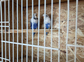 Proven pair recessive pied