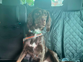 Chocolate Cocker spaniel