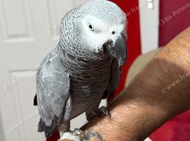 African grey parrot Glasgow