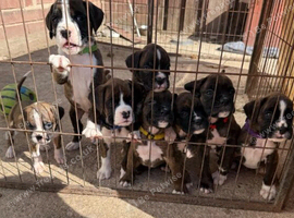 Boxer Puppies