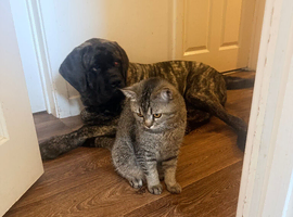 English mastiff