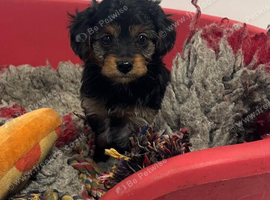 Yorkiepoo puppies