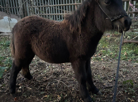 Miniature Shetland colt