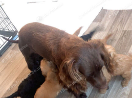 Cockapoo puppies