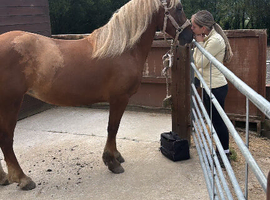 Beautiful section D mare- 14.2 as a happy Hacker first ridden pony