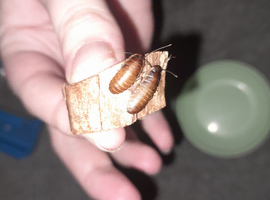 Hissing cockroach