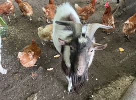 Pygmy goats x 5
