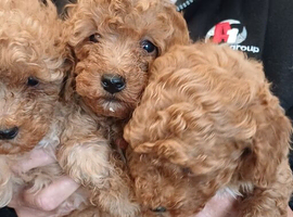 3 stunning boys