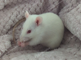 2 females with cage