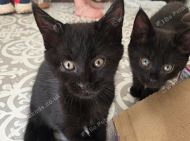 Beautiful sisters looking for their forever home