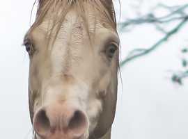 Must Sell, Sensible Offers Please. Arabian pb CREMELLO Stallion