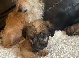 Frenchie Poo Puppies