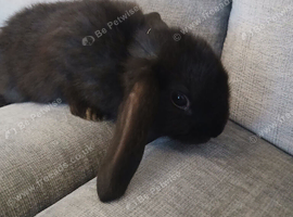 Bunnies