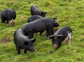 Quality gilts  for sale Pietrain x Saddleback 5 months old  Rye