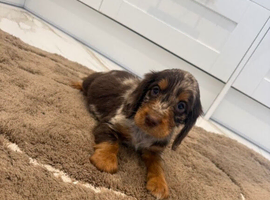 Cocker spaniel show type