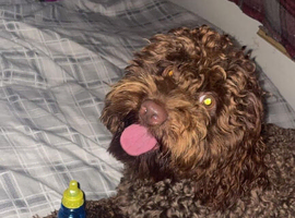 Chocolate proven cockapoo stud