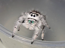 P.Regius Bahamas