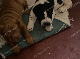 Shar-pei x Ridgeback mixed breed