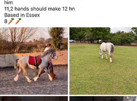 Three years old gelding