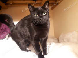Cat and dog lover, looking for dog walking/sitting , cat sitting jobs around Hertfordshire
