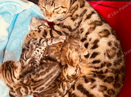 TICA Bengal kittens ready now