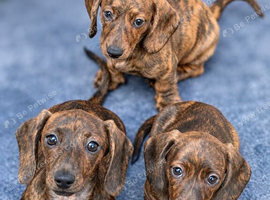 Stunning Red Brindle Dachshunds (mini)