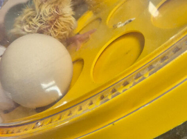 Chicks