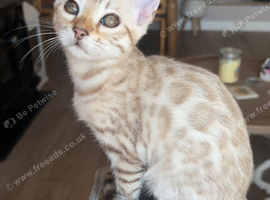 Beautiful girl Bengal still looking for her forever home ️