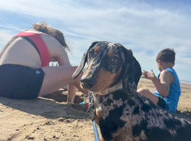 Affectionate 9month miniature dachshund for sale