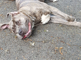 Max 30 month old cane corso