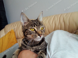 Female Bengal cat 12 months old