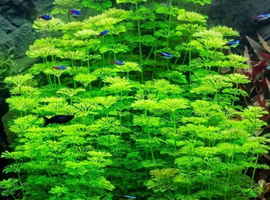 5 x limnophila sessiliflora