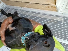 Patterdale x dachound