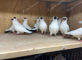 German helmet pigeons