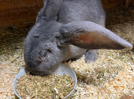 Continental giant rabbit Benjamin