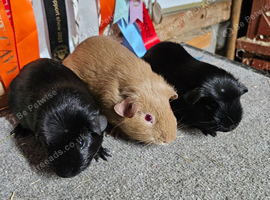 Black crested and self chocolate baby boys