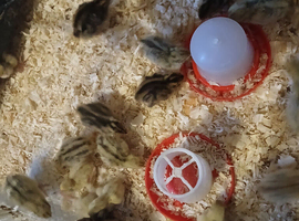 common quail