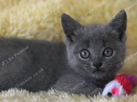 Beautiful British Longhair x British Shorthair Kittens &ndash; Ready for Their Forever Homes